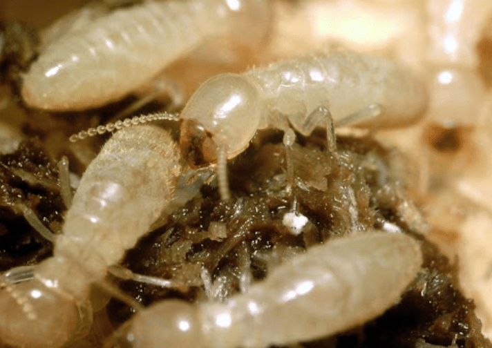 Foto di infestazione termiti