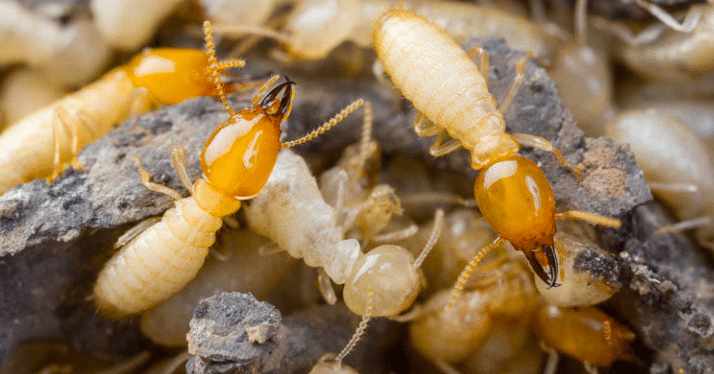 foto di termiti