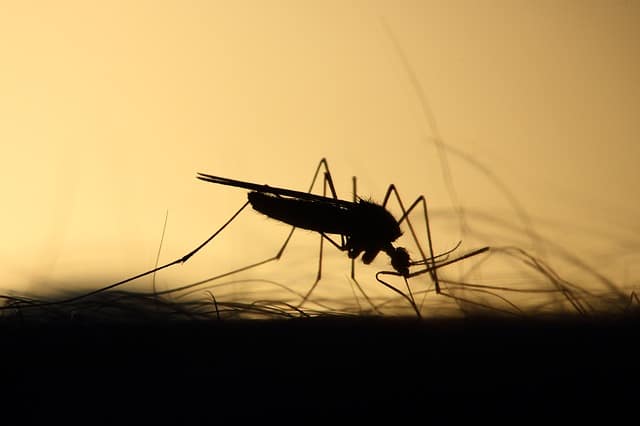foto di zanzare tigre
