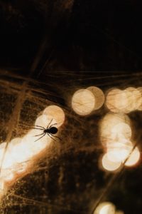 infestazione ragni in casa