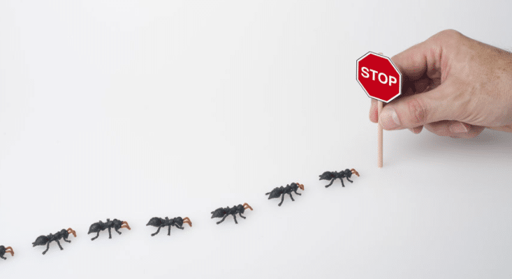 trattamenti e tecniche di lotta alle formiche