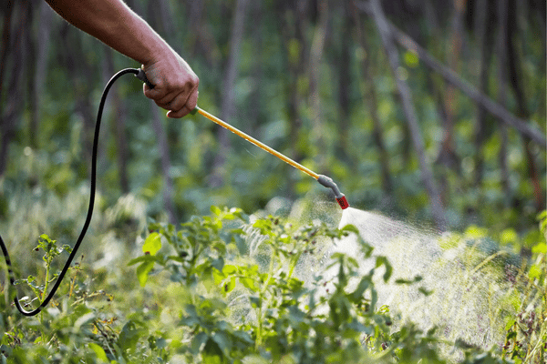 Derattizzazione disinfestatore