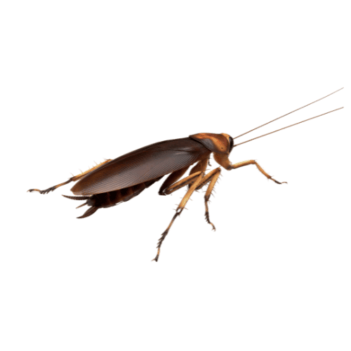 Disinfestazione Blatte