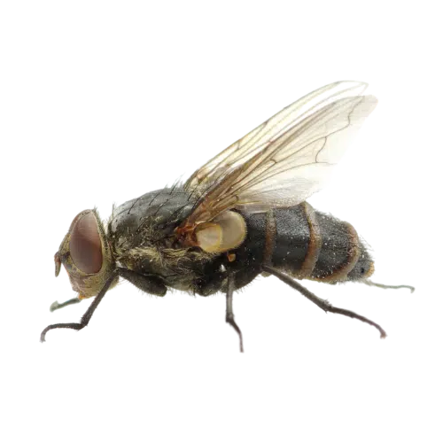 Disinfestazione Mosche e Moscerini