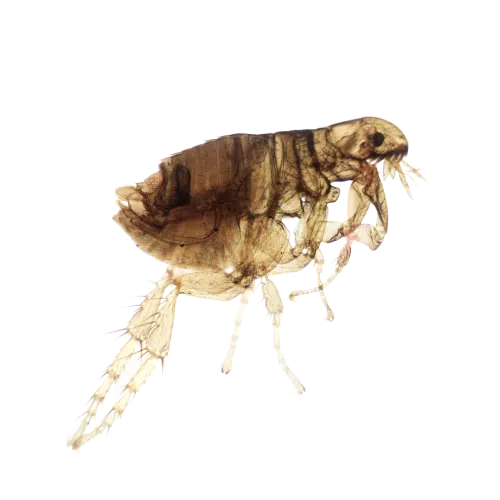 Disinfestazione Pulci