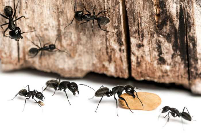 foto di cibo che attira le formiche