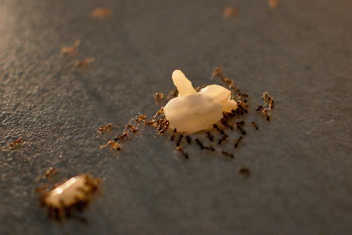 foto formiche cucina