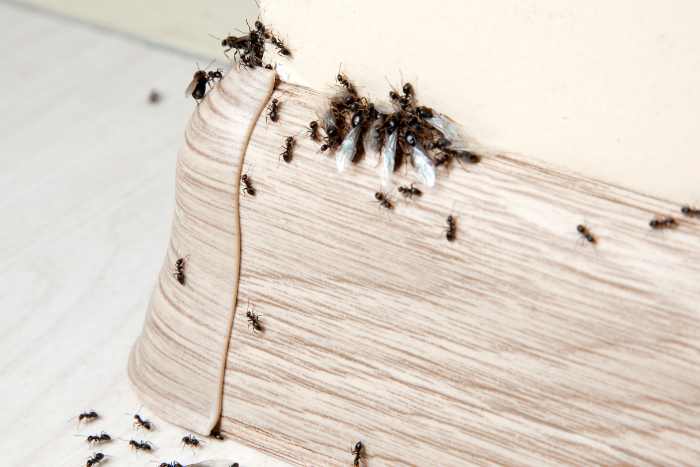 immagine di formiche in casa