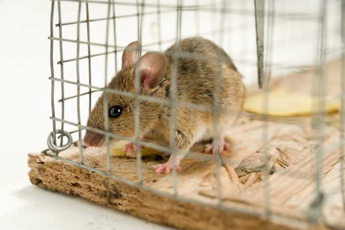 foto di topo in gabbia