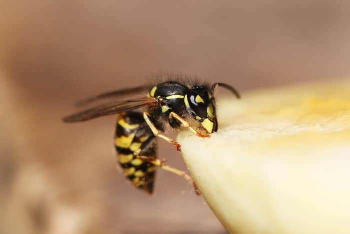 foto di una vespa