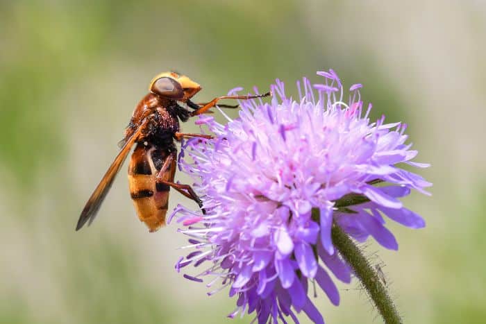 foto di vespa in giardino