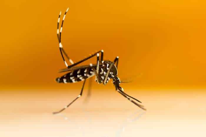 foto di zanzare tigre