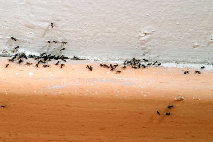 foto formiche in casa
