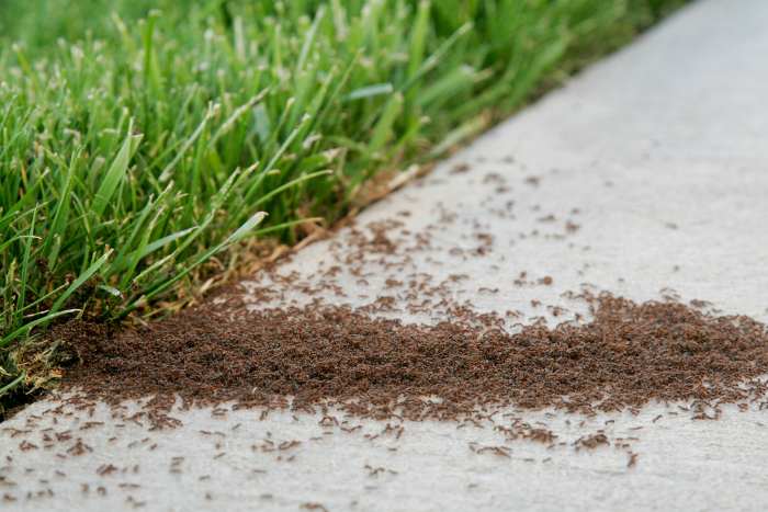 foto formiche in giardino
