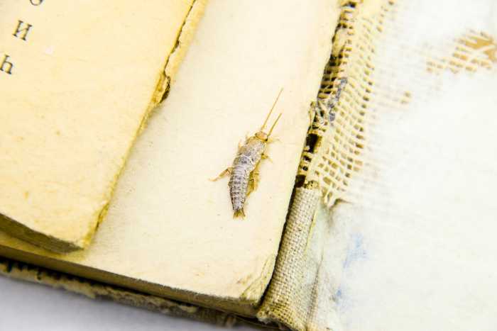 foto insetto pesciolino d'argento