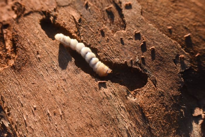 larva di tarlo del legno