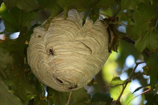 foto nido di calabrone