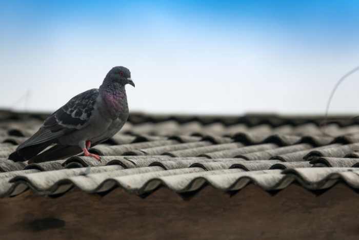 foto di piccione sul tetto