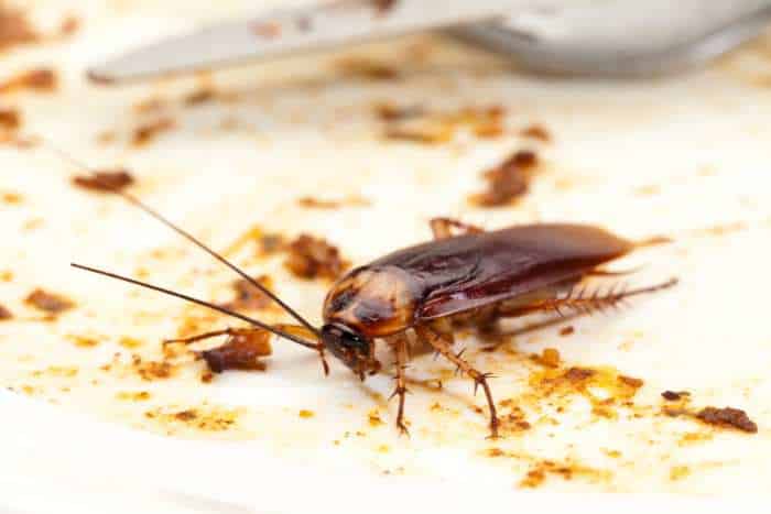 scarafaggio in cucina